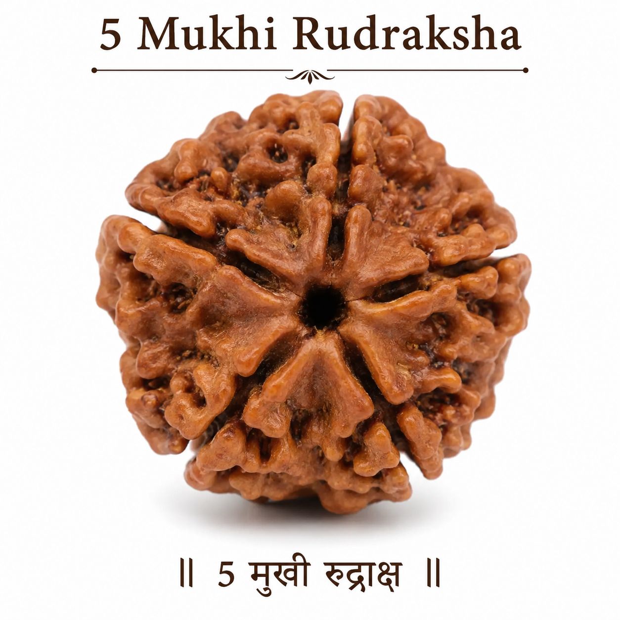 5 Mukhi Rudraksha