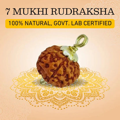7 Mukhi Lab Tested Certified Rudraksha (Nepal origin)