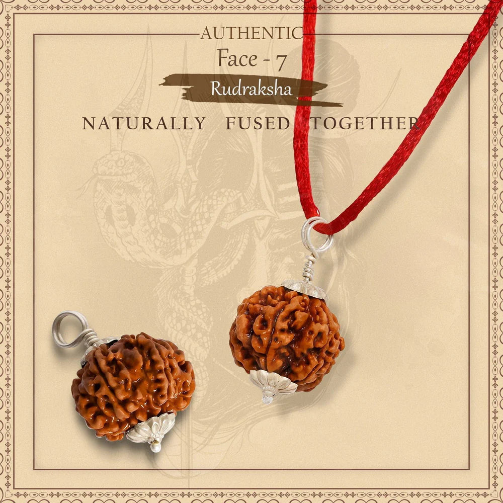 7 Mukhi Lab Tested Certified Rudraksha (Nepal origin)