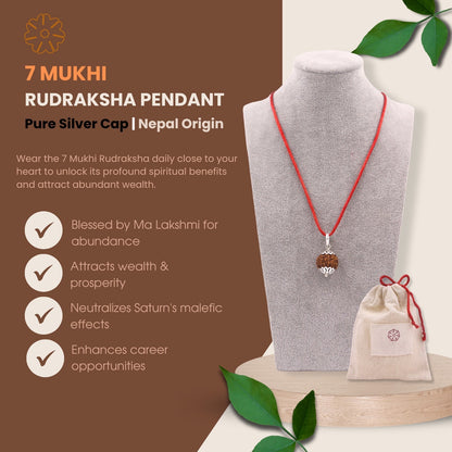 7 Mukhi Lab Tested Certified Rudraksha (Nepal origin)