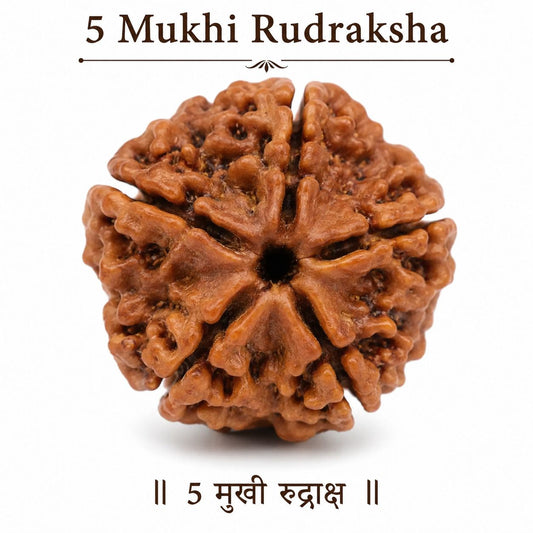5 Mukhi Rudraksha